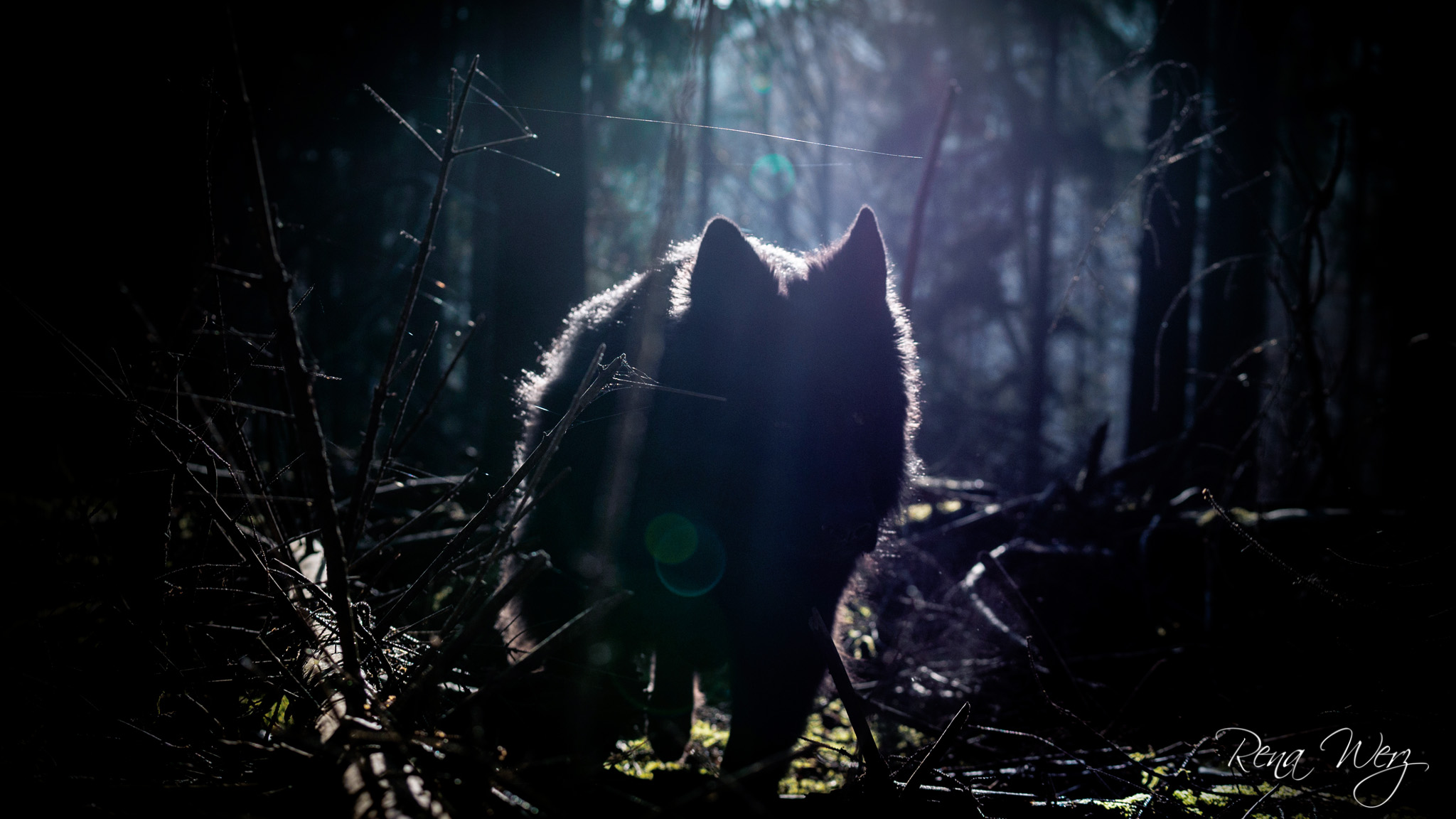 Hund oder Wolf.jpg (2048 x 1152)